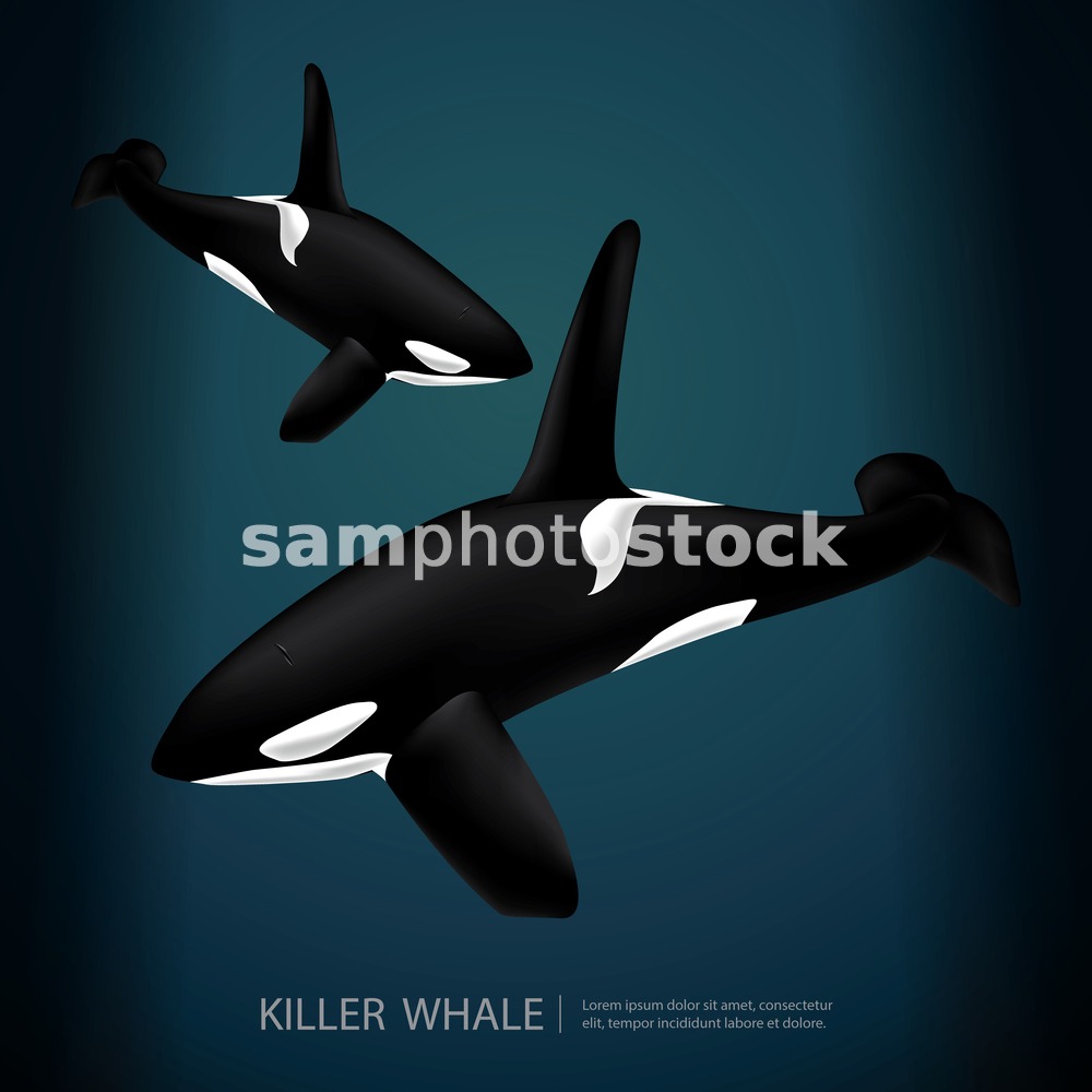 Killer Whale Under The Sea Vector Illustration