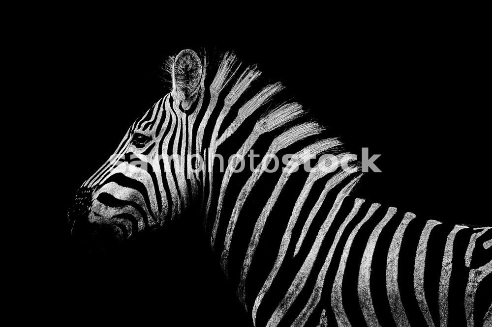 close up from a zebra at Kruger&apos;s Nationalpark, South Africa
