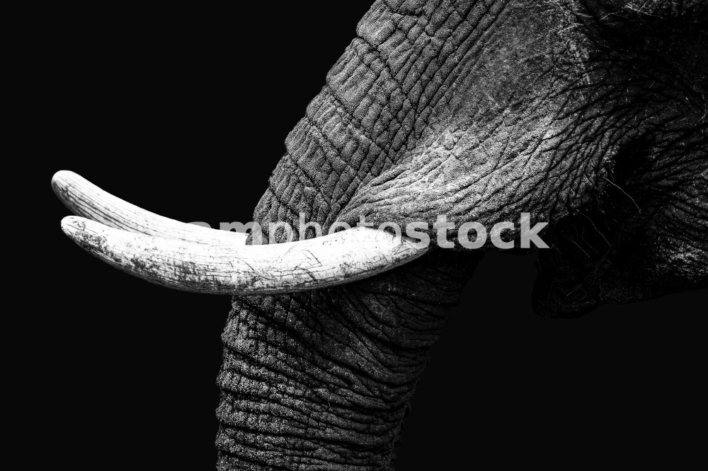 Close up from the tusk of an african elephant at Kruger&apos;s Nationalpark, South Africa
